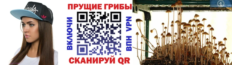 Галлюциногенные грибы мицелий  Купить где  Георгиевск 
